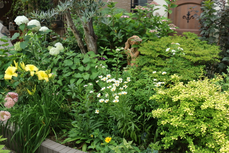 初夏のお花が次々と~_a0123003_22401490.jpg