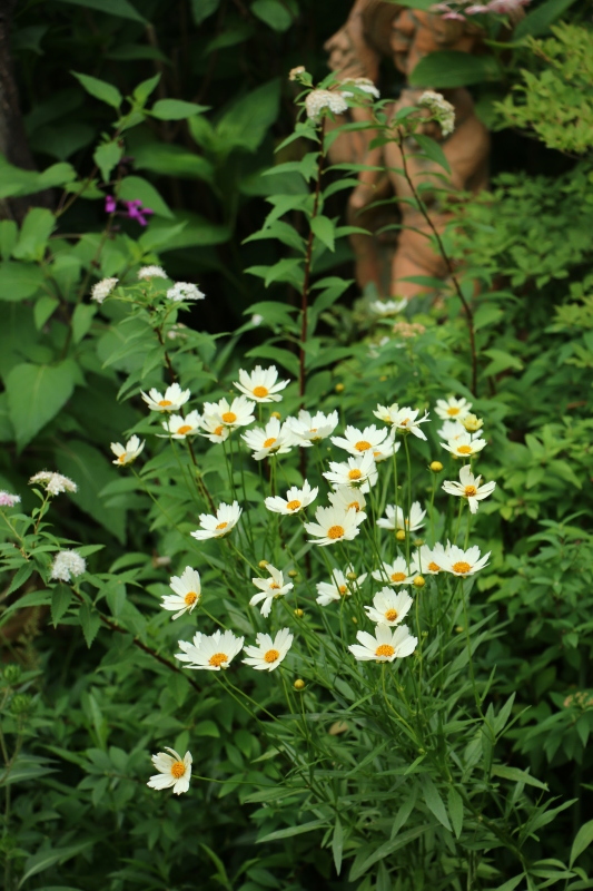 初夏のお花が次々と~_a0123003_22442803.jpg