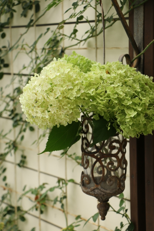 初夏のお花が次々と~_a0123003_22590001.jpg