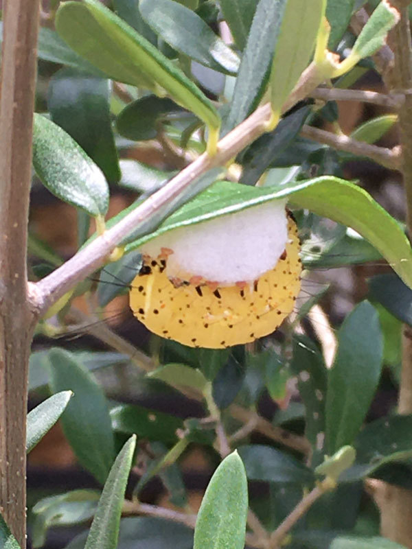 オリーブの木にいる虫 昆虫ブログ むし探検広場