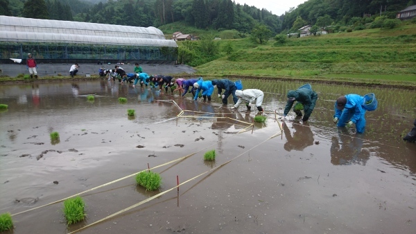 令和2年度田んぼアート稲作体験_b0281312_09151789.jpg