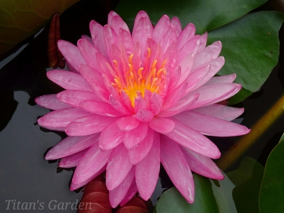 Hardy Water Lily : Ｔｉｔａｎ'ｓ Ｇａｒｄｅｎ