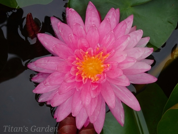 Hardy Water Lily_b0099813_11255948.jpg