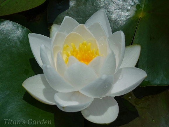 Hardy Water Lily_b0099813_11365317.jpg