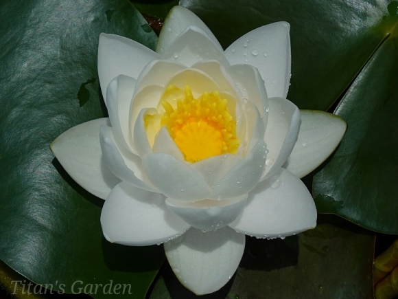 Hardy Water Lily_b0099813_11365331.jpg