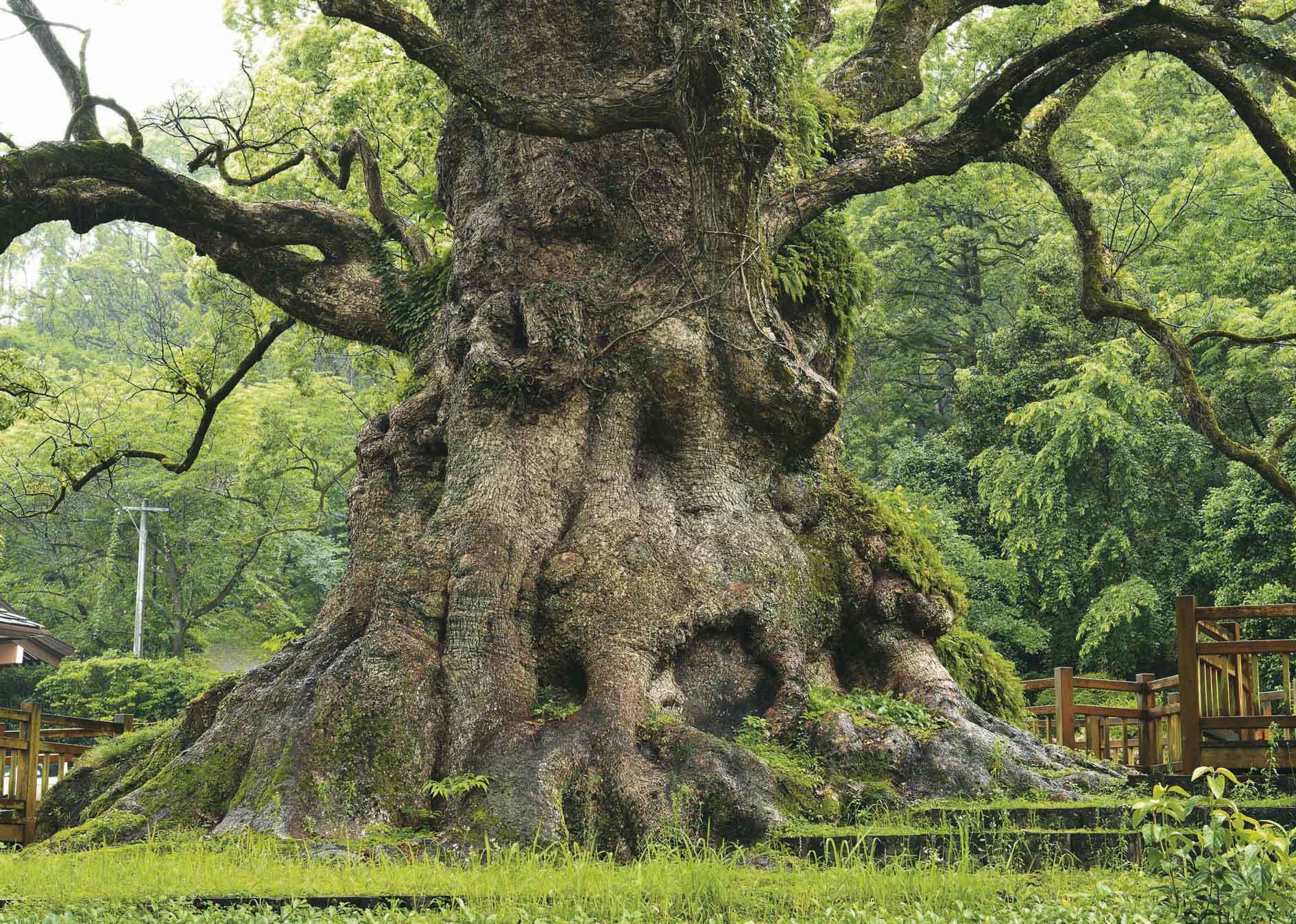 ■一千年のいのちの旅──榊晃弘写真集『九州・沖縄の巨樹』完成間近_d0190217_11392119.jpg