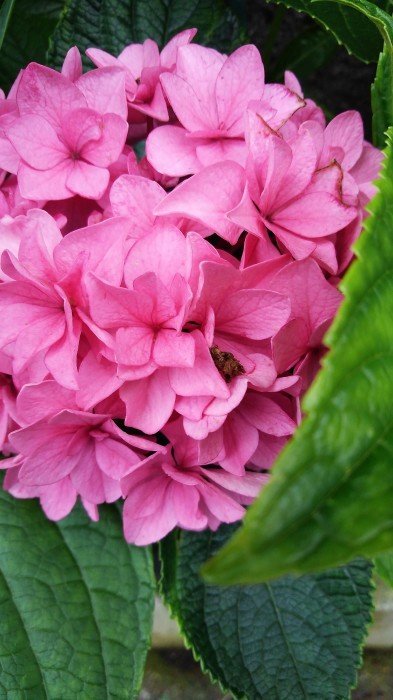 ■園芸【我が家のプランター栽培の花達色々です♪】畑もお花だらけですが^^_b0033423_23195057.jpg