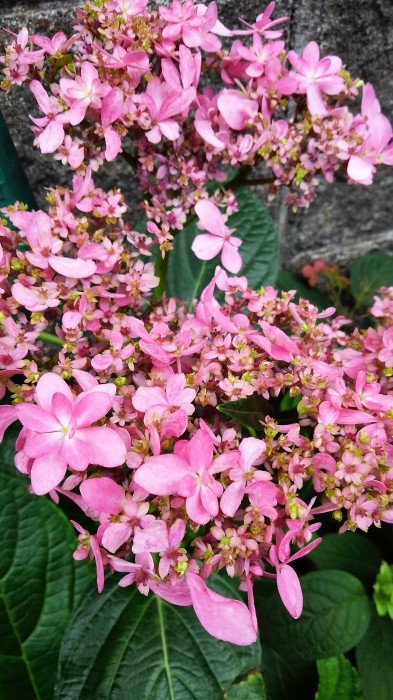 ■園芸【我が家のプランター栽培の花達色々です♪】畑もお花だらけですが＾＾_b0033423_23232115.jpg