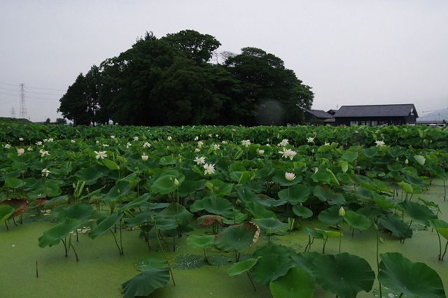 尾張の蓮が開花_d0250028_08561876.jpg