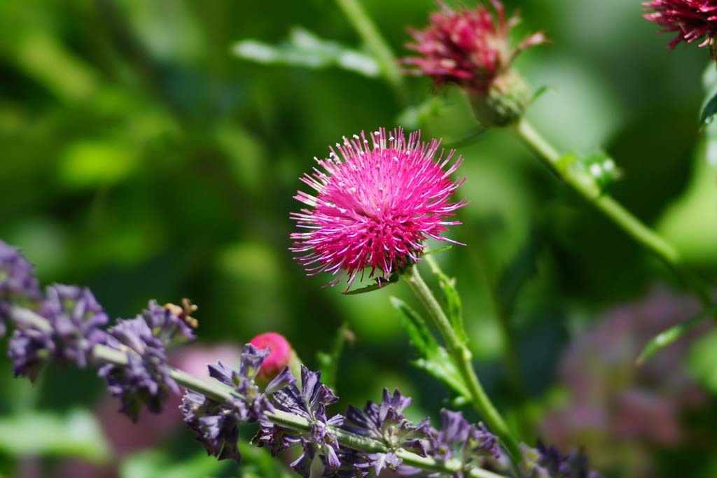 舞洲ロッジの紫陽花(2)@2020-06-02_d0250840_11044417.jpg