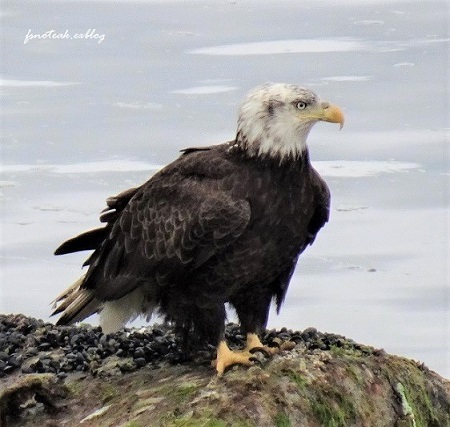 鳥 花 食 夏至_d0356844_01361587.jpg