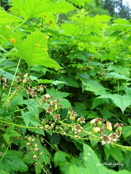 鳥 花 食 夏至_d0356844_01411632.jpg