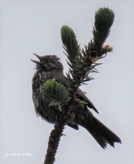 鳥 花 食 夏至_d0356844_01491738.jpg