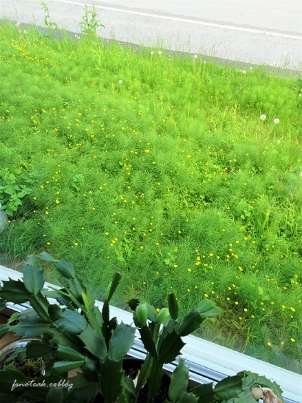 最初で最後?のマカロン_d0356844_04175314.jpg