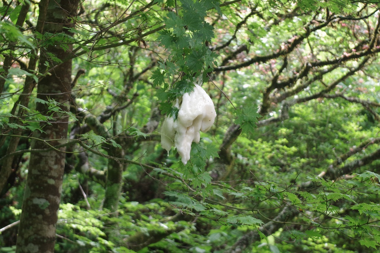 モリアオガエル_f0114346_11590988.jpg