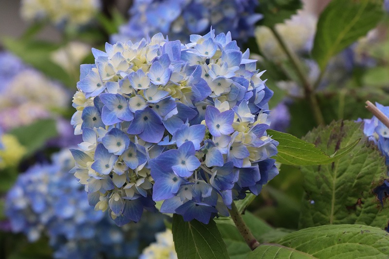 6月28日　紫陽花の季節・始まり　2_b0250154_06173172.jpg