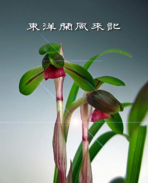 芽欠き　　　　　　　　　　　　　　　No.2037_d0103457_00294979.jpg