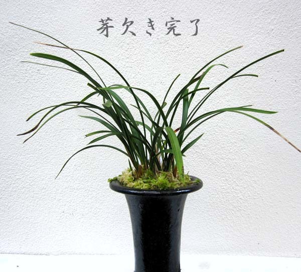 芽欠き　　　　　　　　　　　　　　　No.2037_d0103457_00305289.jpg