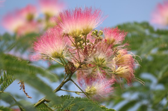 合歓木 ネムノキ ひげ爺の花便り 合歓木 ネムノキ ひげ爺の花便り