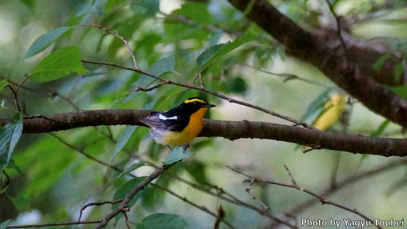 日本 7月2日の文殊の森公園の野鳥たち(キビタキ、サンショウクイ、サメビタキ)_b0132475_17240377.jpg