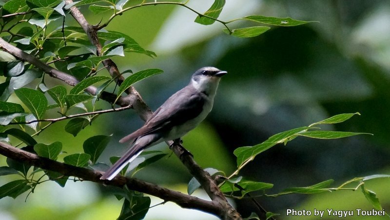 日本 7月2日の文殊の森公園の野鳥たち(キビタキ、サンショウクイ、サメビタキ)_b0132475_17242202.jpg