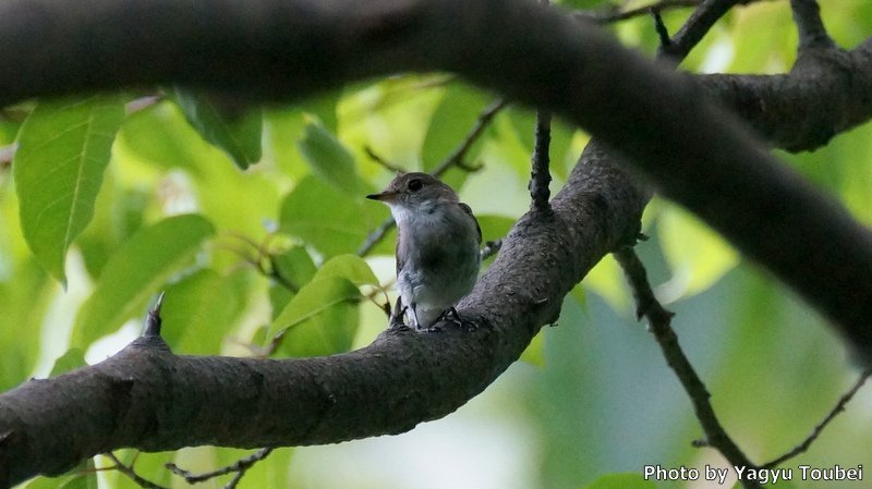 日本 7月2日の文殊の森公園の野鳥たち(キビタキ、サンショウクイ、サメビタキ)_b0132475_17242919.jpg