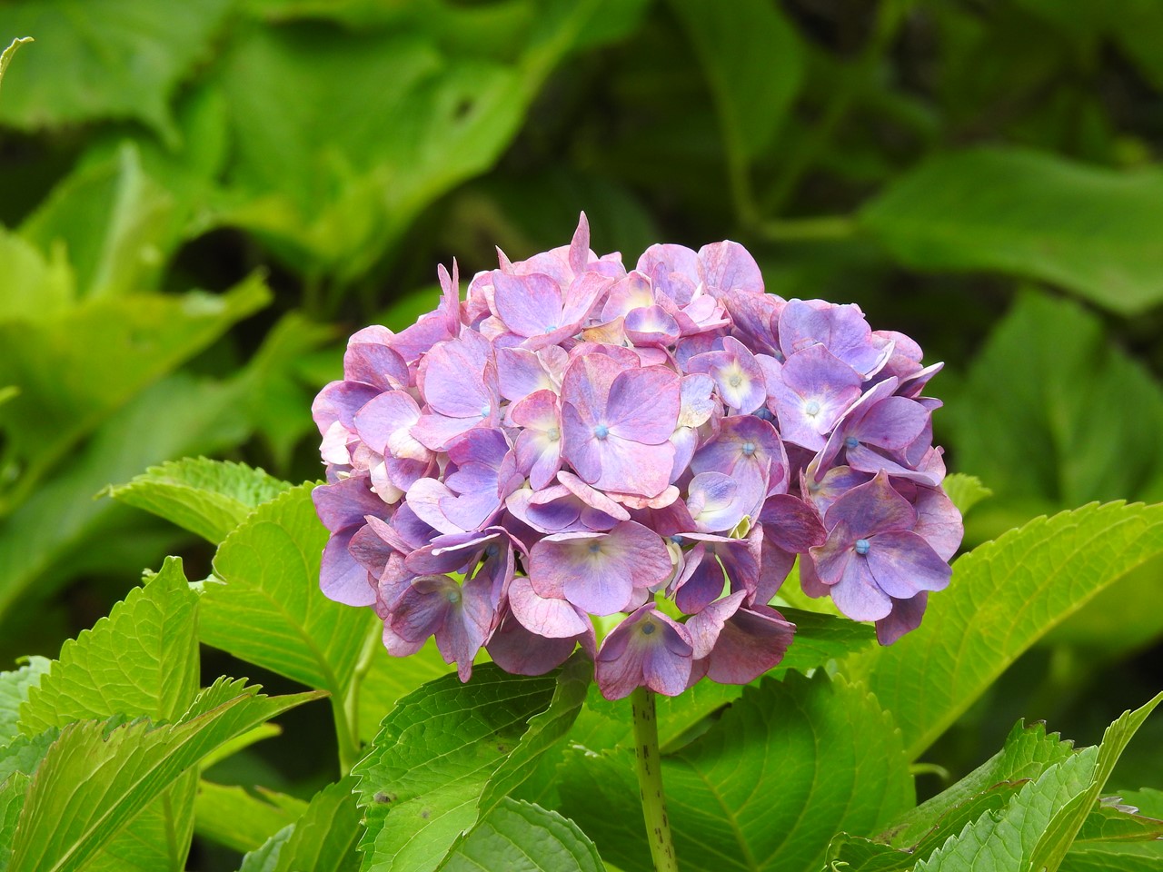 『弓削禅寺の紫陽花達』_d0054276_201034100.jpg