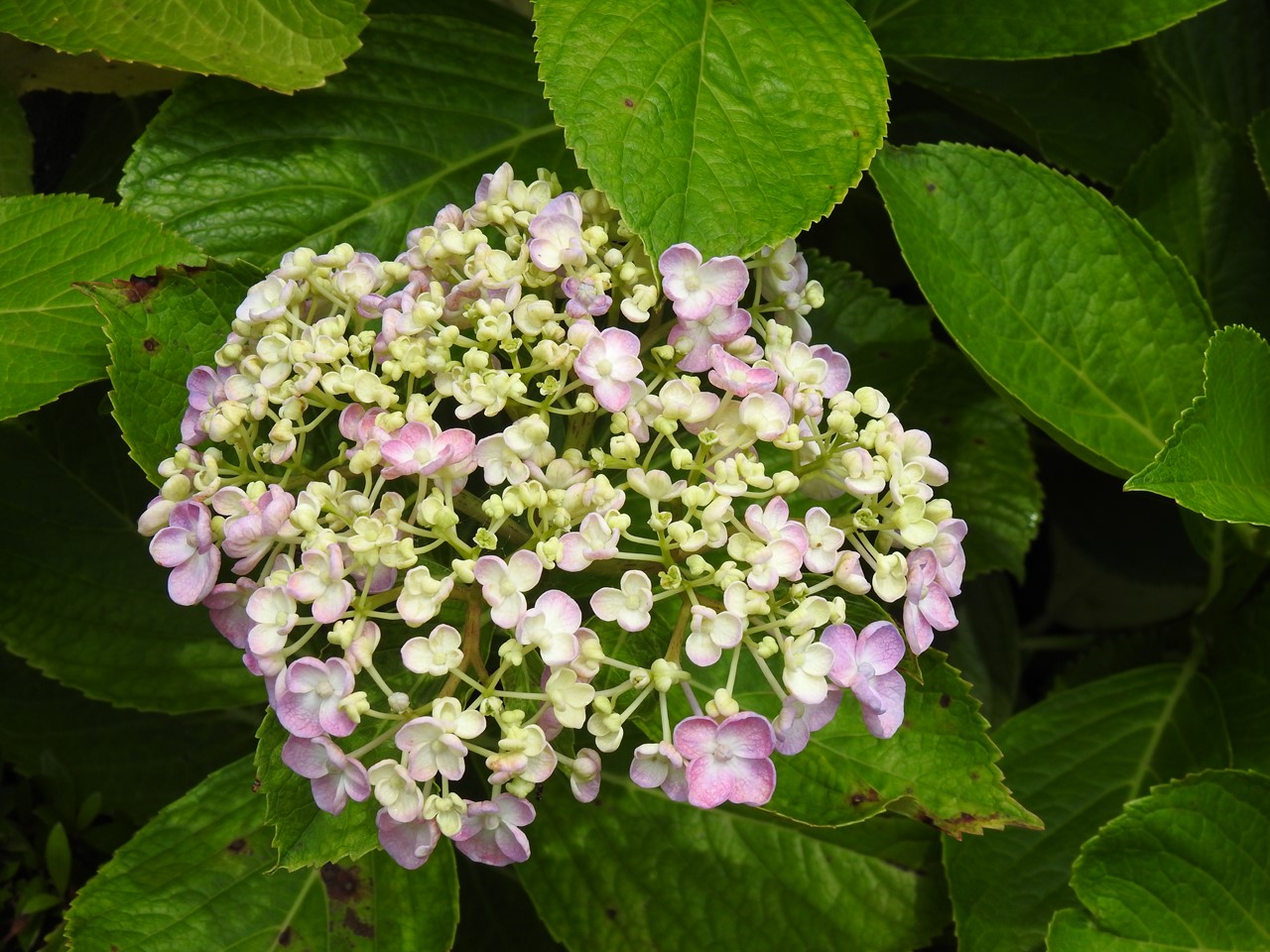 『弓削禅寺の紫陽花達』_d0054276_2010879.jpg