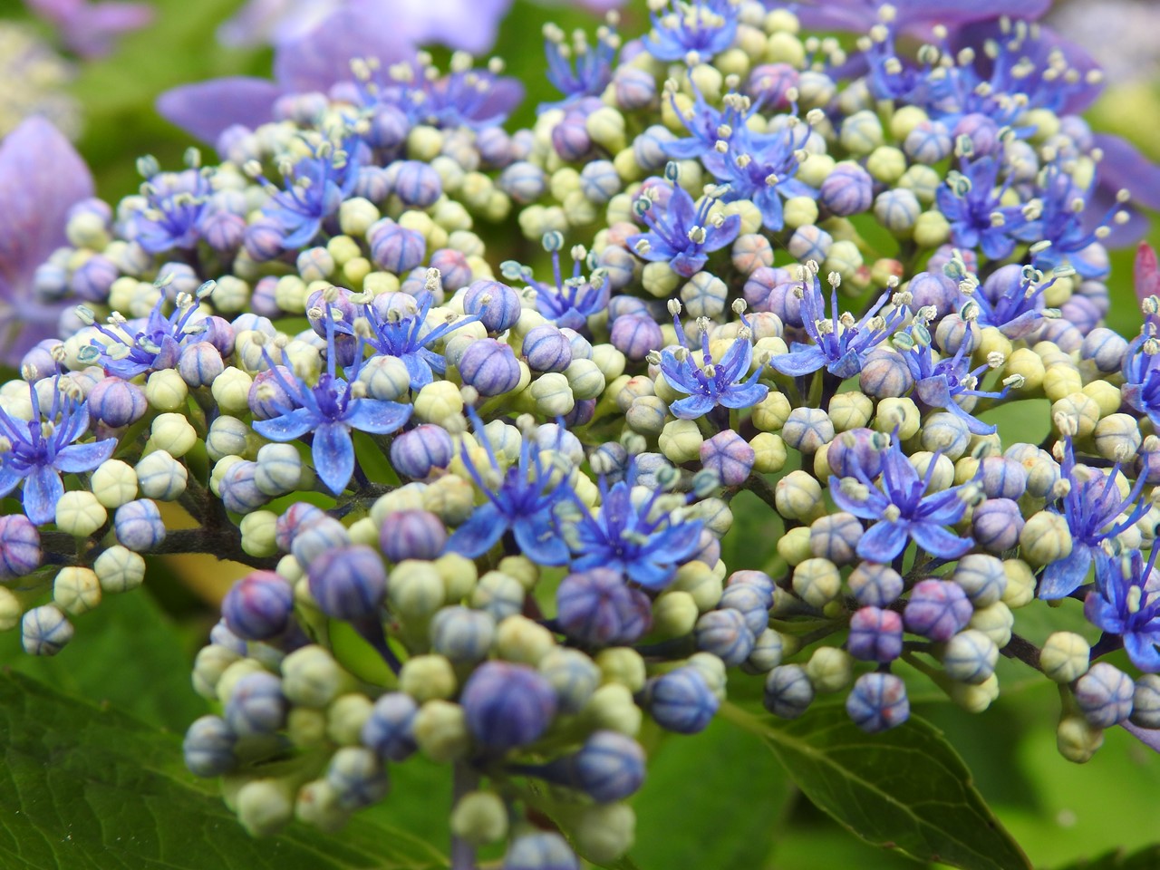 『弓削禅寺の紫陽花達』_d0054276_20122971.jpg