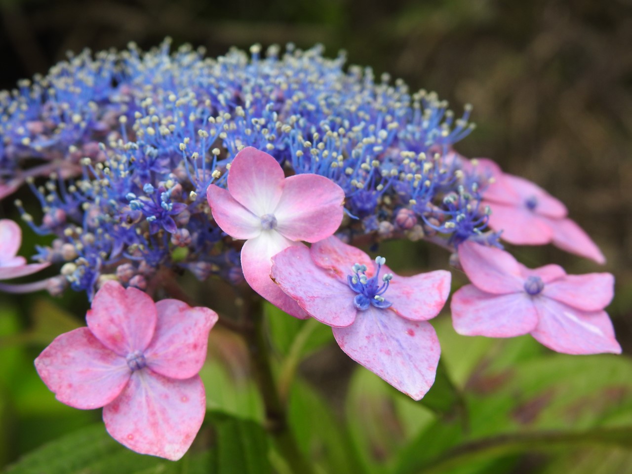 『弓削禅寺の紫陽花達』_d0054276_20135051.jpg