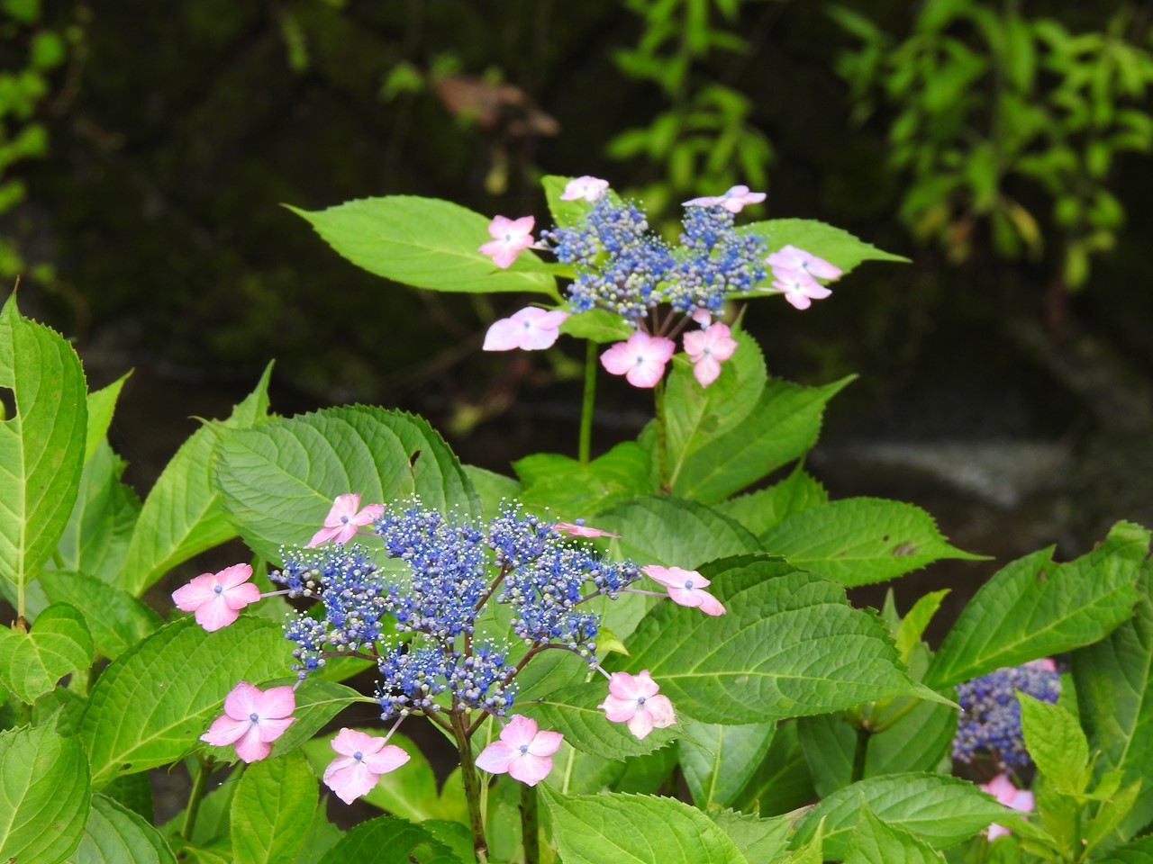 『弓削禅寺の紫陽花達』_d0054276_20142883.jpg