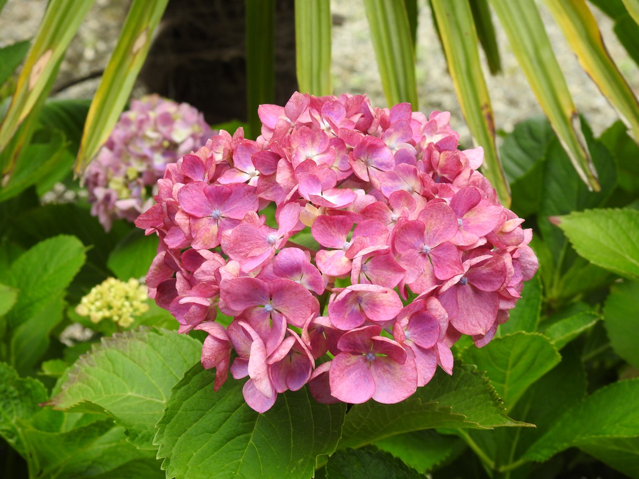 『弓削禅寺の紫陽花達』_d0054276_2092095.jpg