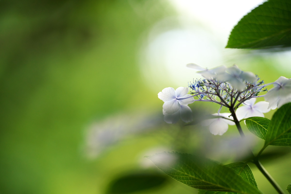 アジサイ(紫陽花)とチョウ(蝶) : 身近な自然を撮る アジサイ(紫陽花)とチョウ(蝶) : 身近な自然を撮る