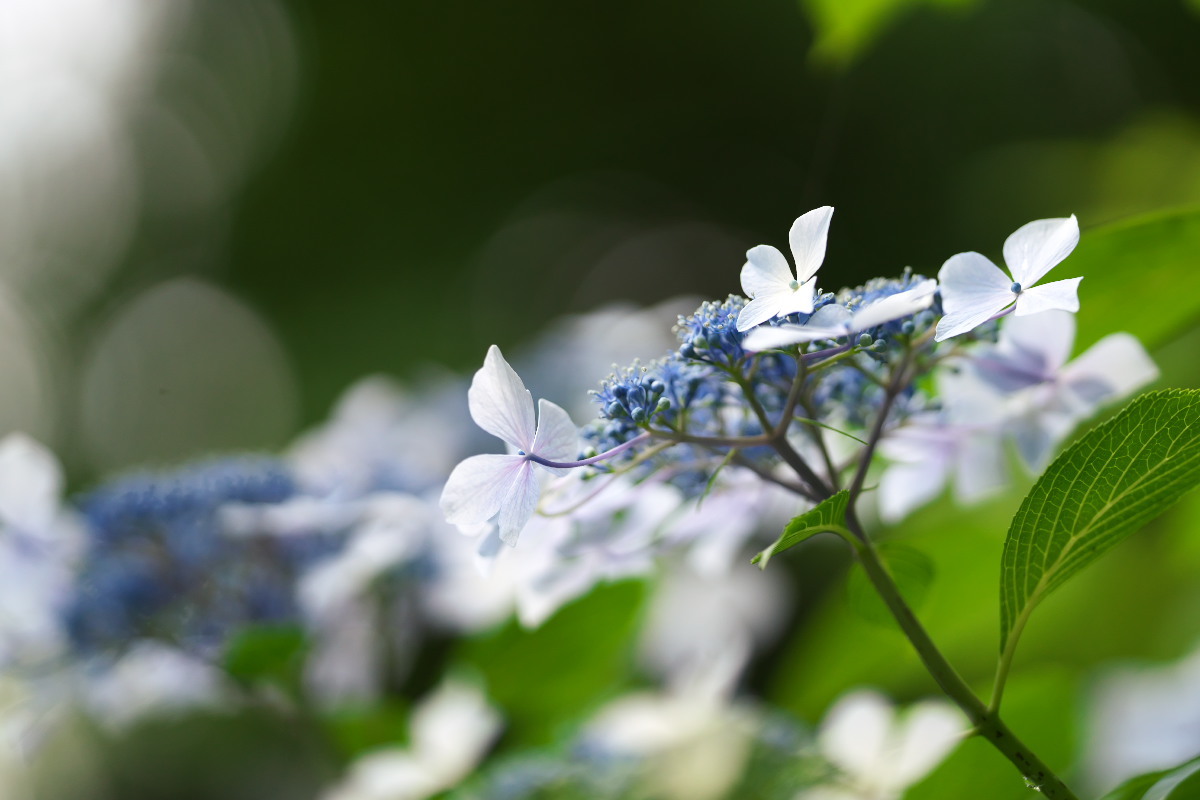 アジサイ(紫陽花)とチョウ(蝶) : 身近な自然を撮る アジサイ(紫陽花)とチョウ(蝶) : 身近な自然を撮る