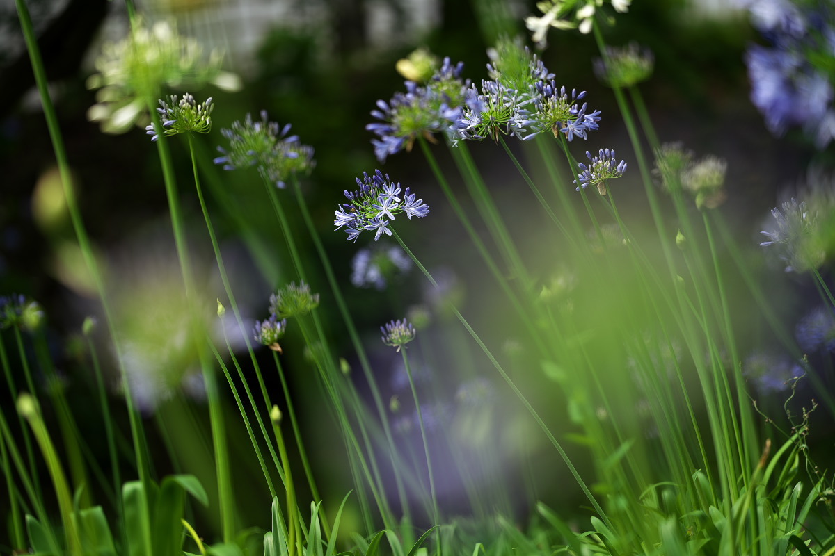 アジサイ（紫陽花）とチョウ（蝶）_a0083081_18243696.jpg