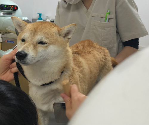 トリミングブログ🌟_f0357682_18465693.jpg