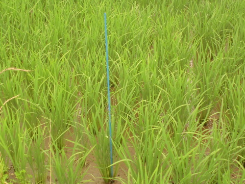 6月30日の田んぼの様子(月光原小・西根小)_d0247484_10210839.jpg