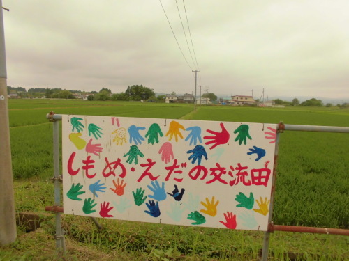 6月30日の田んぼの様子(下目黒小・枝野小)_d0247484_12541482.jpg