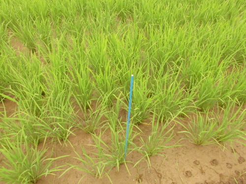 6月30日の田んぼの様子(目黒角田絆交流事業)_d0247484_14033281.jpg