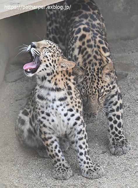 ２０２０年６月　王子動物園３　その６_a0052986_719418.jpg