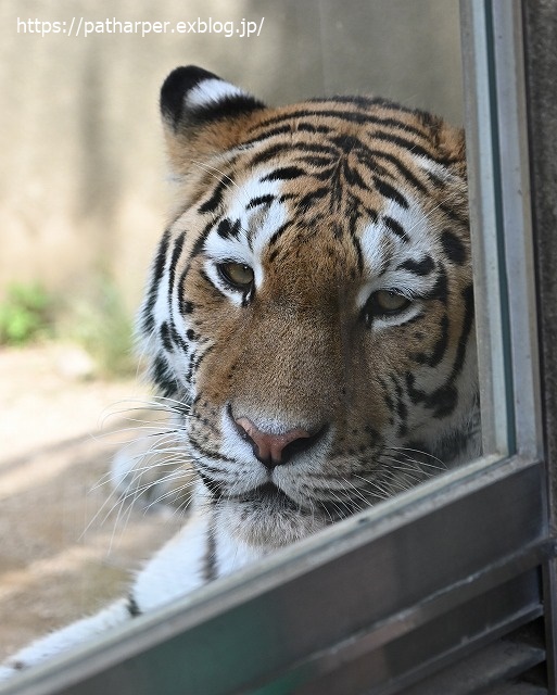 ２０２０年６月　王子動物園３　その６_a0052986_7203643.jpg