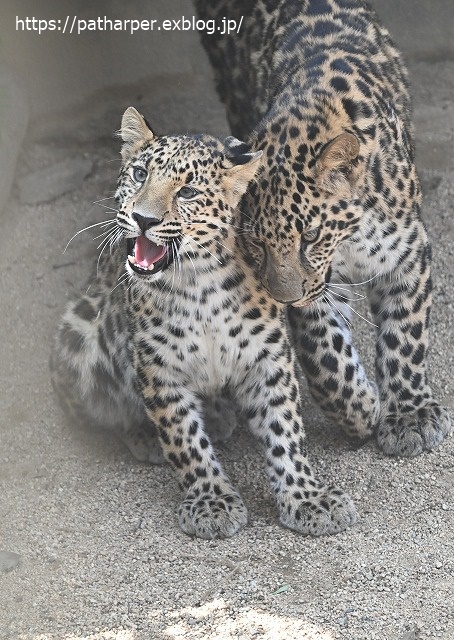 ２０２０年６月　王子動物園３　その６_a0052986_720383.jpg