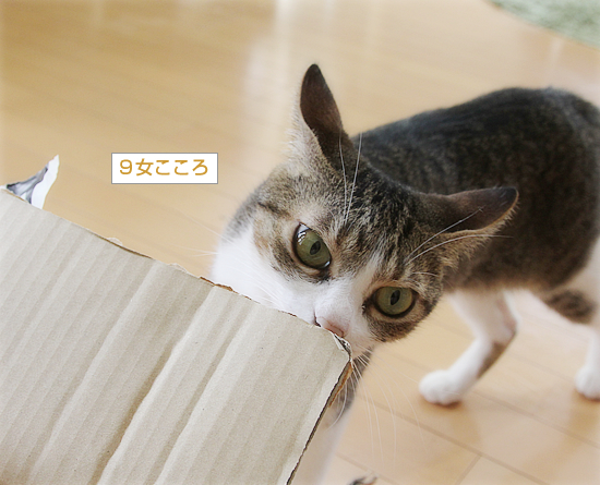 猫猫プレゼント_a0389088_11454302.jpg