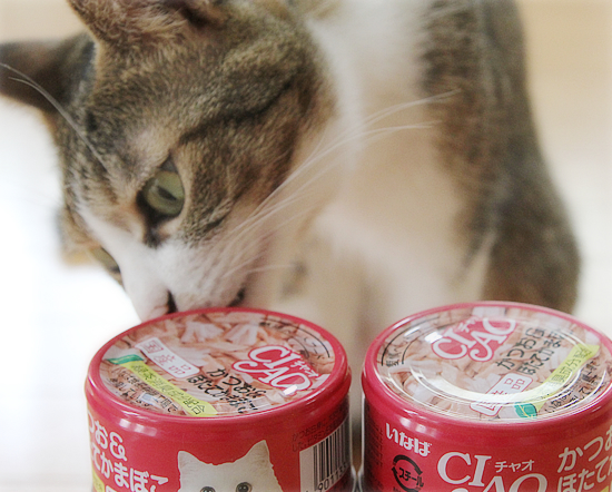 猫猫プレゼント_a0389088_11454336.jpg