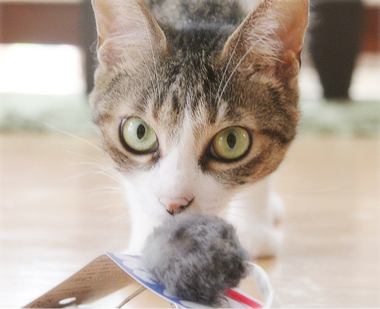 猫猫プレゼント_a0389088_11454373.jpg