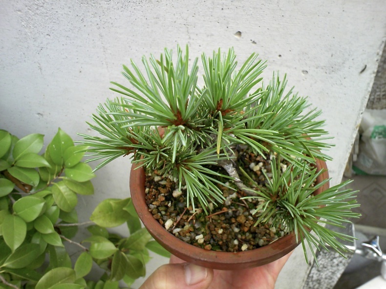 五葉松「葵」のミニ盆栽仕立て : 盆栽便り