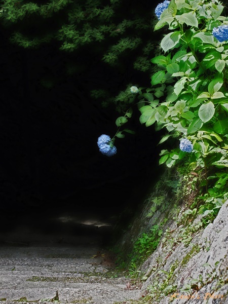 石階段 ~笠置寺にて_e0092293_11403192.jpg