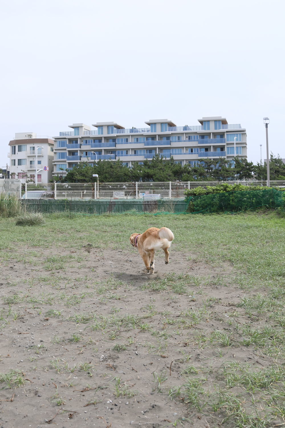 朝の鵠沼海岸♪_b0275998_13482679.jpg