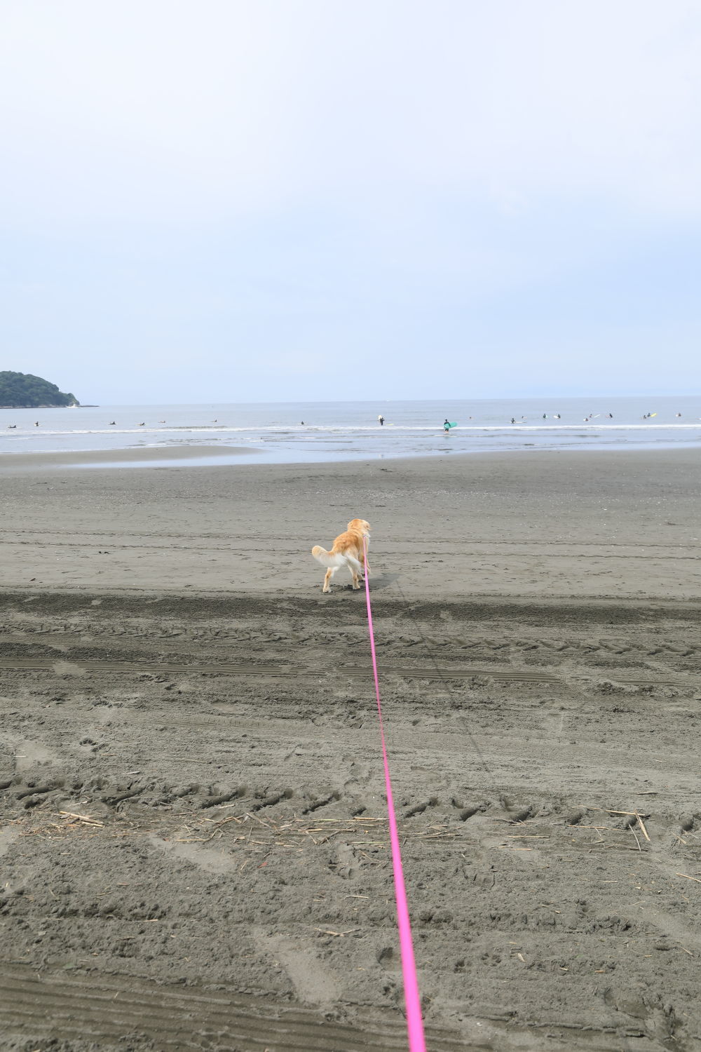 朝の鵠沼海岸♪_b0275998_13484794.jpg