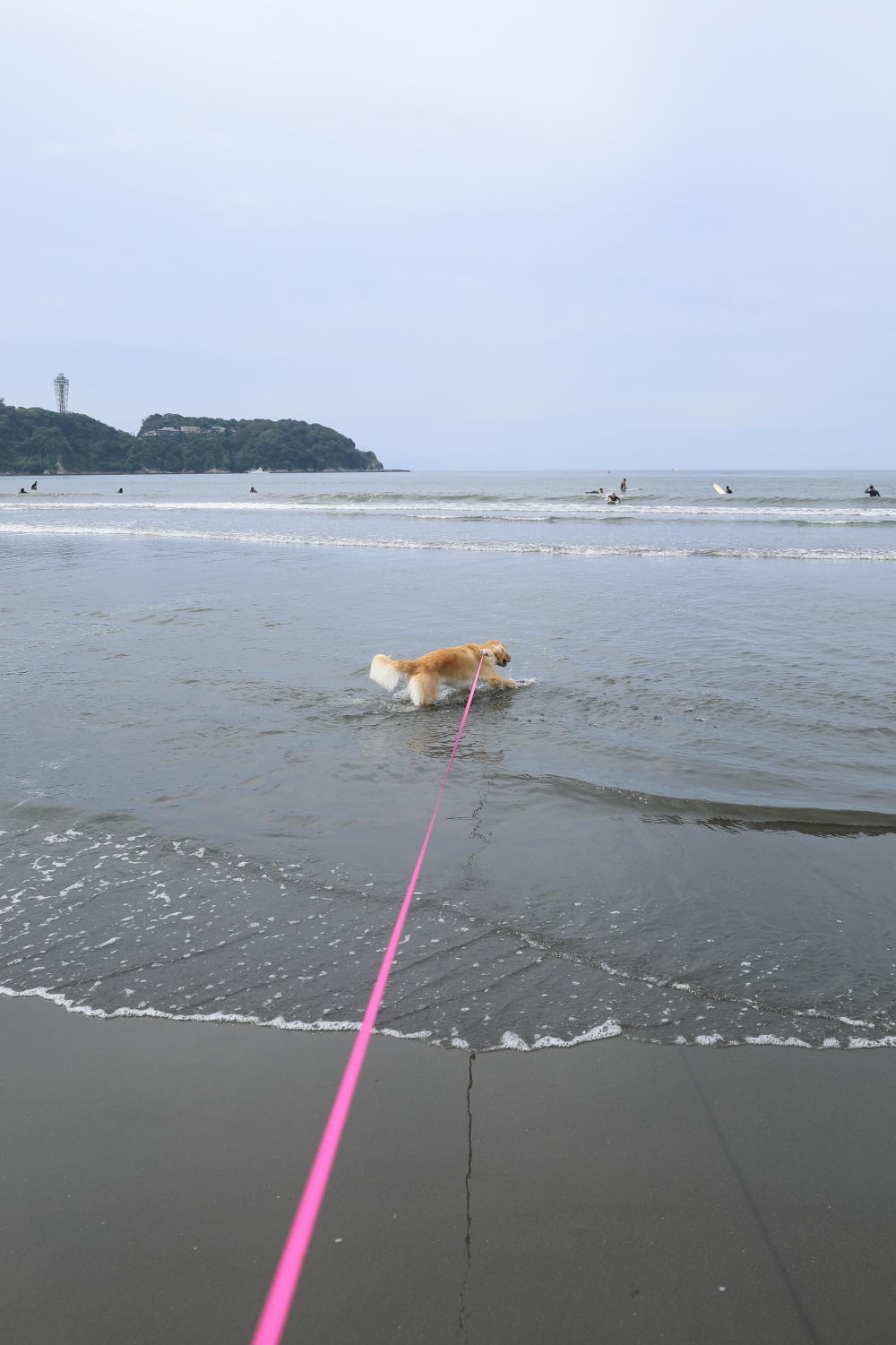 朝の鵠沼海岸♪_b0275998_13484982.jpg